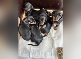 Dackel Welpen Black Tan