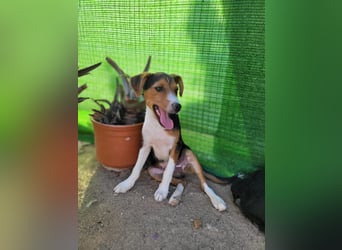 Ricky sucht geduldige Kuschelpartner