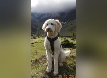 Goldendoodle apricot, eine Hündin, Welpe, abgabebereit Golden Doodle