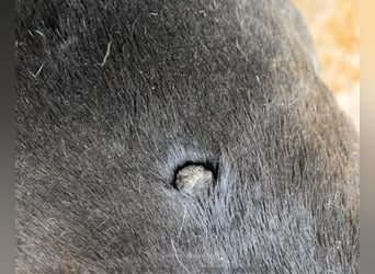 Betsy - SOS- Was kannst Du dafür ?
