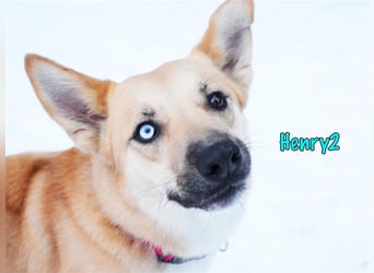 Henry2 06/2020 (RUS) - cleverer und verspielter vermutl. Husky-Mix sucht sportliche Menschen!