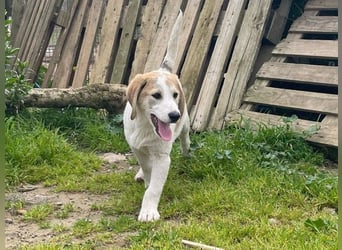 Welpe Vangog möchte schnell eine eigene Familie finden