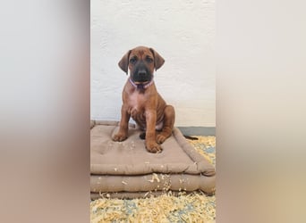 Rhodesian Ridgeback Welpen