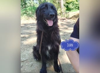 Juan ein vorsichtiger Rüde