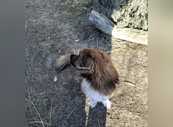 Benji, süßer Pekingnese-Mix sucht Traumzuhause