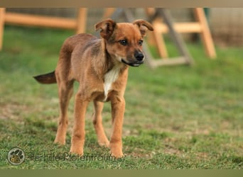 Simba, kleiner Hundejunge sucht ein Zuhause