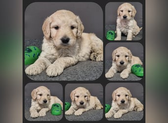 GOLDENDOODLE Traum ! Bezaubernde Welpen aus langjähriger+überprüfter Familienaufzucht.