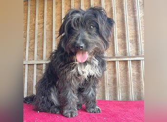 (R) ❤️ charmante MIRA - 2 Jahre, 42cm - Puli-Schnauzer-Mix ❤️