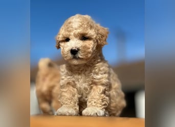 Rarität. Echte Teddybär Maltipoo Welpen in tollem Apricot abzugeben. Malteser/Pudel