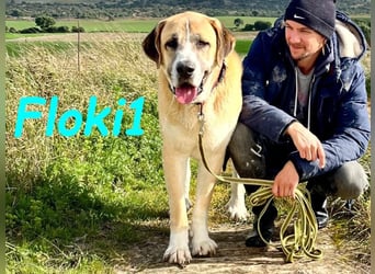 Floki1 10/2023 (ESP) - ausgeglichener, großer Mastín Español sucht Rassefans!
