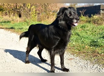 Max C67 ist ein lieber Begleiter