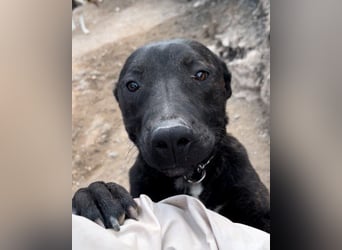 Freundlicher Staff-Mix ♥Dante♥ Vermittlung CH+AT+B+NL