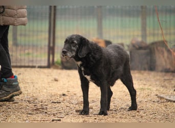 Töfike-VA, Schnauzermischling sucht Für-immer-Zuhause