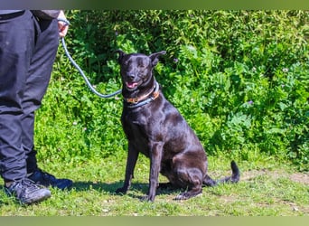 Faustino, Labrador-Mix - freundlich und sozial