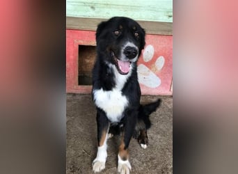 Jack (2) sucht einen Gnadenplatz