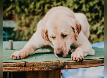 riesen Kangal Teddy (Tierschutz) wünscht sich ein Zuhause