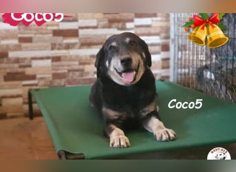 Coco5 geb. 06/2017 (ESP) - ein Engel auf vier Pfoten!