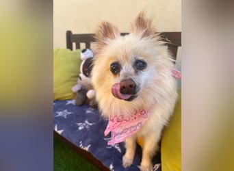 Nara SR – kleine Spitz-Prinzessin sucht endlich ihr Glück