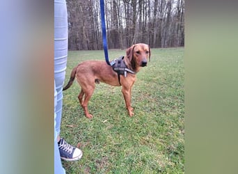 hübscher Bracken Mischling Leon sucht eine Familie