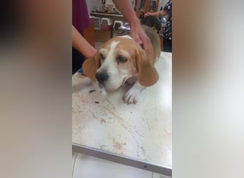 Maya 2 PP – Beagle-Dame auf der Suche nach einem Neuanfang