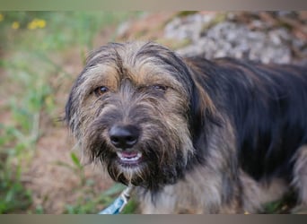 LUNA - das sanfte, kleine Hundemädchen sucht ein ruhiges, liebevolles Zuhause
