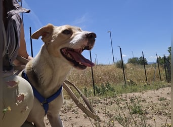Lucy: tolle Familienhündin in schöner Größe