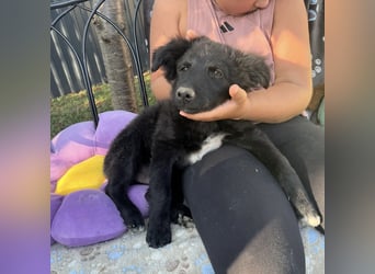 Dobri ein kleiner Spatz