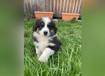 Australian Shepherd Welpen