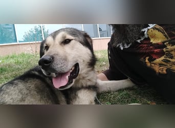 Maxx – ein gutmütiger Schatz