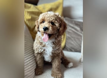 Bereits super erzogene Labradoodle Welpen -abgabebereit-