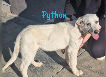 Python geb. 10/2023 (ESP Pflegestelle) - verspielter und menschenbezogener Junghund!
