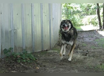Camilla, Schäferhund-Husky-Mischling, geb. 2022, schlaue, liebevolle Hündin