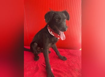 Pedro, Schnauzer-Mix, Rüde, geb. am 02.01.2025, ca. 40 cm, 10 kg