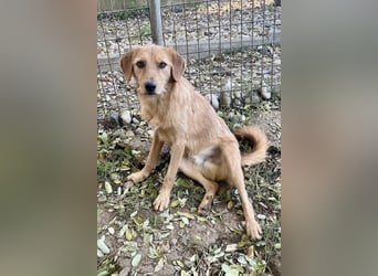 Kuckuck, wer schenkt Traumhund OLIVER ein liebevolles Zuhause?