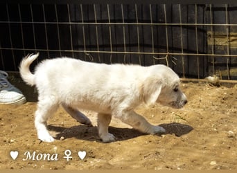 Millie, Marla, Mona und Monja (reserv.) suchen ab Mitte September ein Zuhause