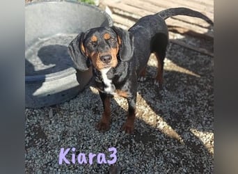 Kiara3 03/2022 (GRC) - verspielte und verschmuste, bildhübsche junge Hündin!