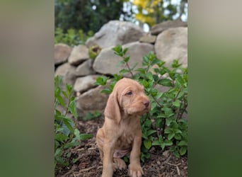 Ungarisch-Drahthaar-Welpen (UD) - Magyar Vizsla