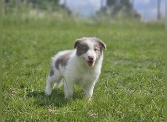 Border Collie Welpen -  Rüden