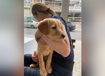 Coco - sucht noch ihr Plätzchen