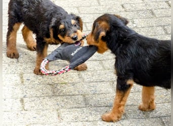 Airedale Terrier Welpen für aktive Hundefreunde