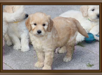 GOLDENDOODLE Traum ! Bezaubernde Welpen aus langjähriger+überprüfter Familienaufzucht.