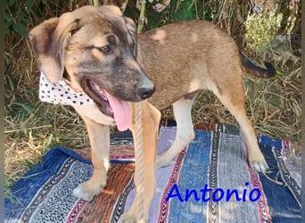 Antonio geb. 01/2025 (GRC) - freundlicher und kontaktfreudiger Welpe!