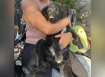 Dobri ein kleiner Spatz