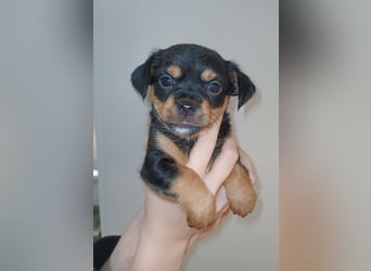 Süße Chorkie-Welpen black and tan & beige MIX !!!