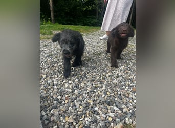 Labradoodle Welpen