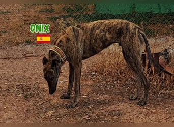 Onix,geb.05/24,schüchterner Galgo sucht seine Familie