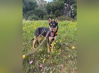 Yassi (Spanien) - wunderschöne Schäferhund-Mischlingshündin