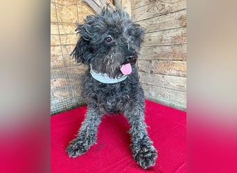 superlieber Kuschelhund MAILO - 2,5 Jahre, 45cm/14kg - Puli-Schnauzer-Mix