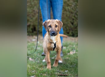 Herzensbrecher Bernie sucht sein Happy End (82515 Wolfratshausen)