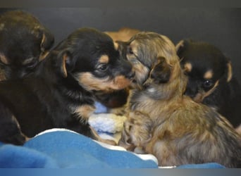 Filou, Pippa, Jenny, Bobby und Flora